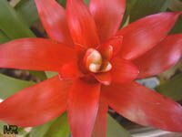 Guzmania sp., Bromeliad