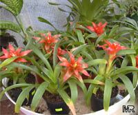 Guzmania sp., Bromeliad