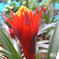 Guzmania sp., Bromeliad