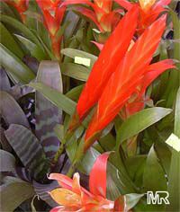 Vriesea sp.