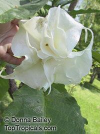 Brugmansia X candida, Datura candida, Angel