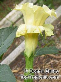 Datura metel, Purple Horn-of-Plenty, Jimpson Weed, Devils Weed