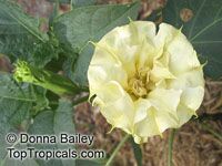 Datura metel Datura metel