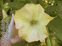 Brugmansia X insignis, Angel Trumpets