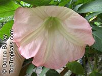 Brugmansia X insignis, Angel Trumpets