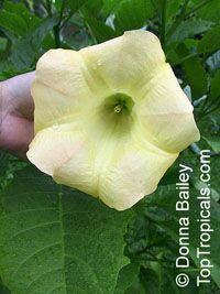 Brugmansia hybrid Yellow, Angels Trumpet