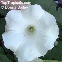 Brugmansia hybrid White, Angels Trumpet