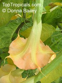 Brugmansia suaveolens, Brugmansia suaveolens hybrids, Datura suaveolens, Angel