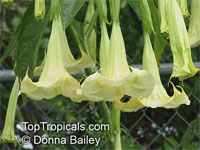 Brugmansia hybrid Yellow, Angels Trumpet