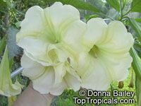Brugmansia hybrid Yellow, Angels Trumpet