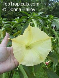 Brugmansia hybrid Yellow, Angels Trumpet