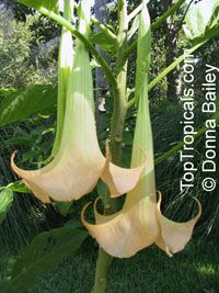 Brugmansia versicolor, Brugmansia versicolor hybrids, Angel
