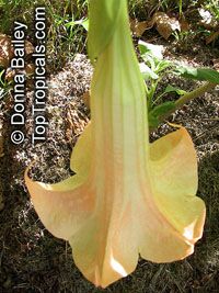 Brugmansia versicolor, Brugmansia versicolor hybrids, Angel