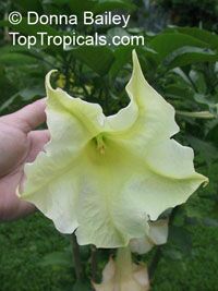 Brugmansia versicolor, Brugmansia versicolor hybrids, Angel