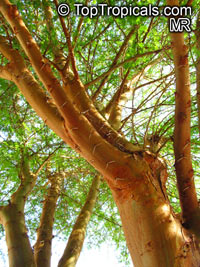 Acacia xanthophloea - seeds

Click to see full-size image