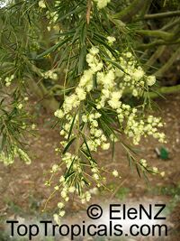 Acacia catechu, Khair - seeds

Click to see full-size image
