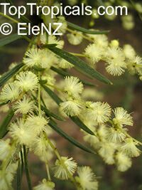 Acacia baileyana - seeds

Click to see full-size image