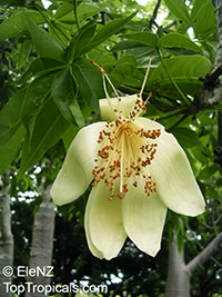 Adansonia gregorii, Boab, Baobab, Australian Bottle Tree