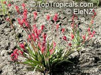Anigozanthos sp., Kangaroo Paw