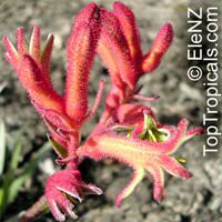 Anigozanthos sp., Kangaroo Paw