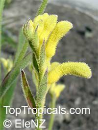 Anigozanthos sp., Kangaroo Paw