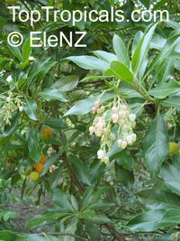 Arbutus sp., Strawberry Tree, Madrone Arbutus sp., Strawberry Tree, Madrone