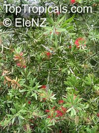 Callistemon comboynensis, Cliff Bottlebrush, Comboyne Bottlbrush