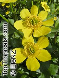 Caltha palustris, Marsh Marigold, Cowflock, Cowslip, Kingcup