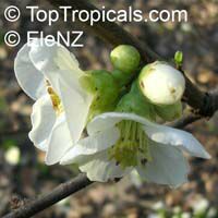 Chaenomeles sp., Flowering quince, Dwarf quince Chaenomeles sp., Flowering quince, Dwarf quince
