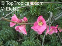 Chaenomeles sp., Flowering quince, Dwarf quince Chaenomeles sp., Flowering quince, Dwarf quince
