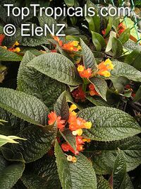 Chrysothemis pulchella, Copper Leaf Chrysothemis pulchella, Copper Leaf