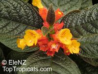 Chrysothemis pulchella, Copper Leaf Chrysothemis pulchella, Copper Leaf