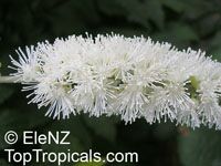 Cimicifuga racemosa, Black Cohosh, Squawroot