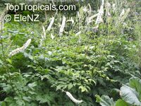 Cimicifuga racemosa, Black Cohosh, Squawroot