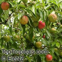 Cornus capitata, Benthamia fragifera, Dendrobenthamia capitata, Himalayan Strawberry tree, Ewergreen Dogwood, Bentham's Cornus Cornus capitata, Benthamia fragifera, Dendrobenthamia capitata, Himalayan Strawberry tree, Ewergreen Dogwood, Bentham's Cornus