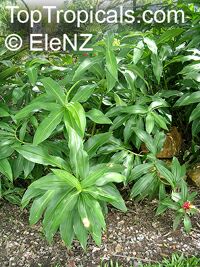 Costus spicatus, Alpinia spicata, Spiked Spiralflag
