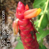 Costus woodsonii, Red Button Ginger, Scarlet spiral flag, French Kiss, Dwarf Cone Ginger
