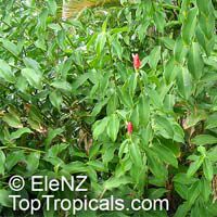 Costus woodsonii, Red Button Ginger, Scarlet spiral flag, French Kiss, Dwarf Cone Ginger