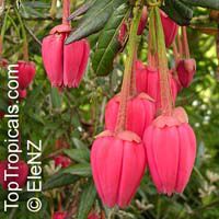 Crinodendron hookerianum, Tricuspidaria lanceolat, Chilean Lantern Tree Crinodendron hookerianum, Tricuspidaria lanceolat, Chilean Lantern Tree