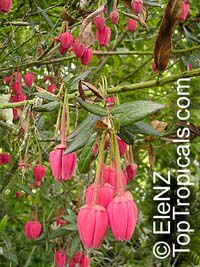 Crinodendron hookerianum, Tricuspidaria lanceolat, Chilean Lantern Tree Crinodendron hookerianum, Tricuspidaria lanceolat, Chilean Lantern Tree