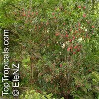 Crinodendron hookerianum, Tricuspidaria lanceolat, Chilean Lantern Tree Crinodendron hookerianum, Tricuspidaria lanceolat, Chilean Lantern Tree