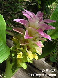 Curcuma longa - Turmeric

Click to see full-size image