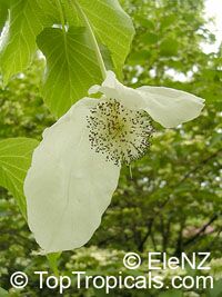 Davidia involucrata