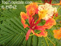 Delonix regia, Poinciana regia, Flame tree, Flamboyant, Royal poinciana, Gul Mohr, Peacock Flower Delonix regia, Poinciana regia, Flame tree, Flamboyant, Royal poinciana, Gul Mohr, Peacock Flower