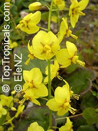 Epimedium sp., Horny Goat Weed, Bishop Epimedium sp., Horny Goat Weed, Bishop
