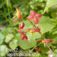Epimedium sp., Horny Goat Weed, Bishop Epimedium sp., Horny Goat Weed, Bishop
