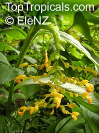 Globba schomburgkii, Dancing Girl Ginger Globba schomburgkii, Dancing Girl Ginger