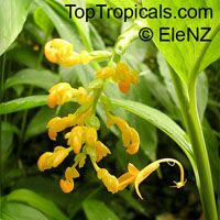 Globba schomburgkii, Dancing Girl Ginger Globba schomburgkii, Dancing Girl Ginger