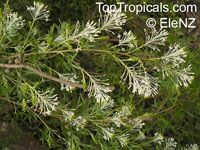 Grevillea glabrata, Grevillea