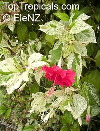 Hibiscus Snow Queen, Hibiscus Snow Queen